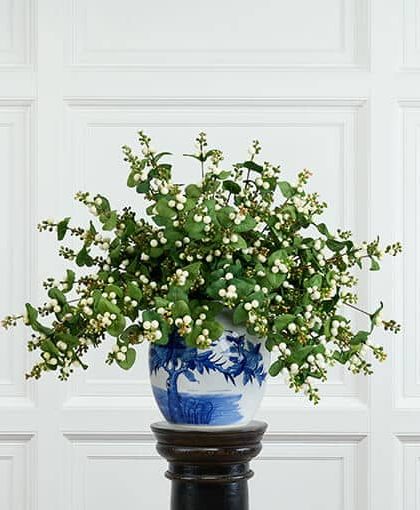 Snöbär snittblomma vit