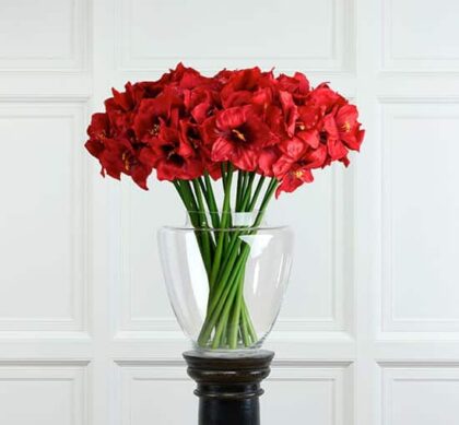Amaryllis snittblomma röd