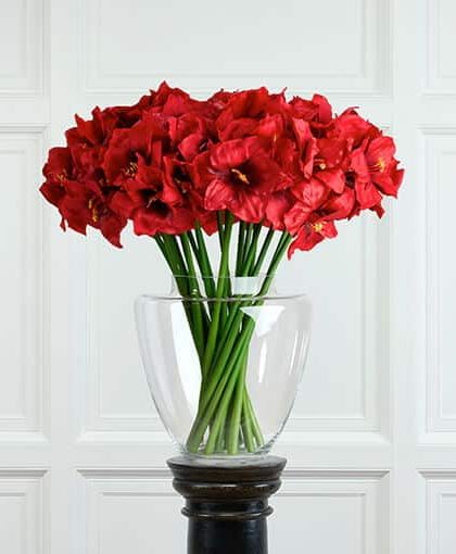Amaryllis snittblomma röd