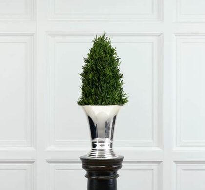 Culham cypress