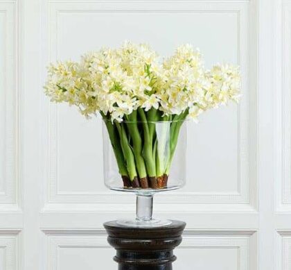 Hyacint snittblomma vit