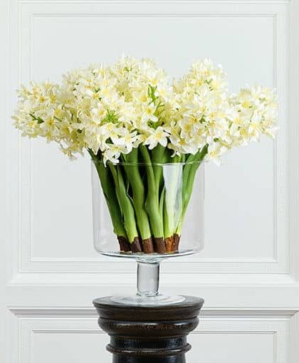 Hyacint snittblomma vit