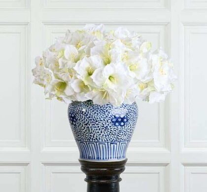 Amaryllis snittblomma cream