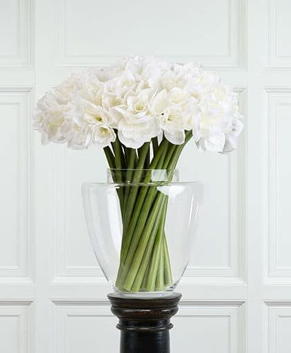 Amaryllis snittblomma vit