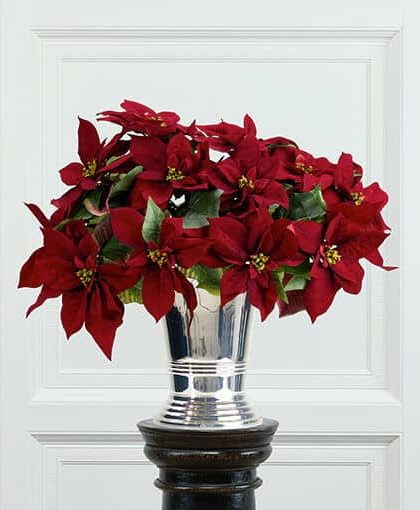 Julstjärna snittblomma burgundy