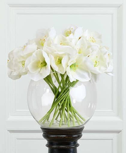Amaryllis snittblomma vit