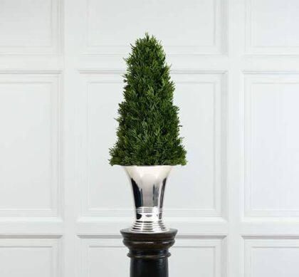 Culham cypress