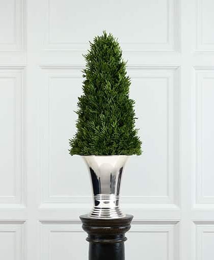 Culham cypress