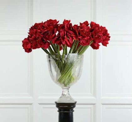 Amaryllis snittblomma röd