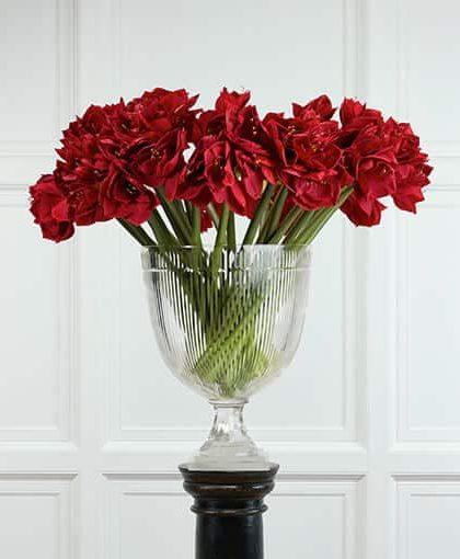 Amaryllis snittblomma röd