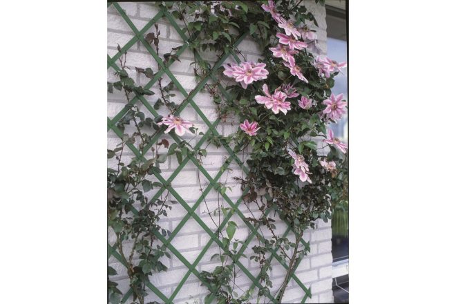 Nature trädgårdsspaljé 50x150 cm pvc grön 6040702 - grön